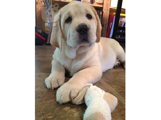 Όμορφα κουτάβια λαβράδων Retriever προς πώληση.